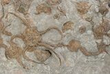 Plate Of Brittle Star & Carpoid Fossils - El Kaid Rami #225766-4